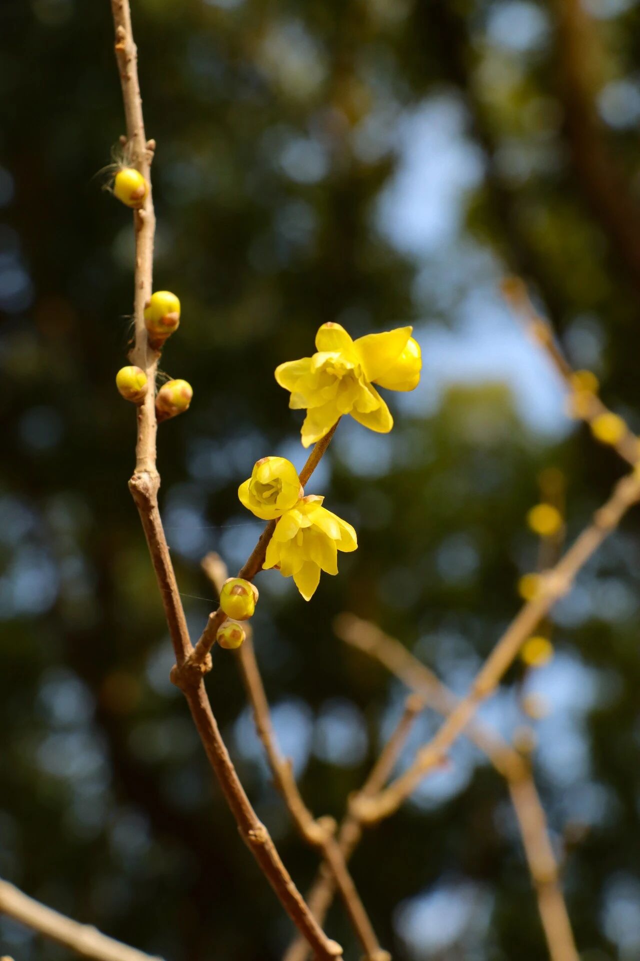 报！西山岛第一波蜡梅，开了
