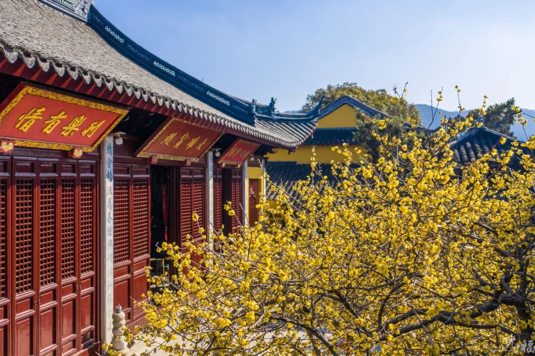 光福线：湖山寻梅，长堤观鸟