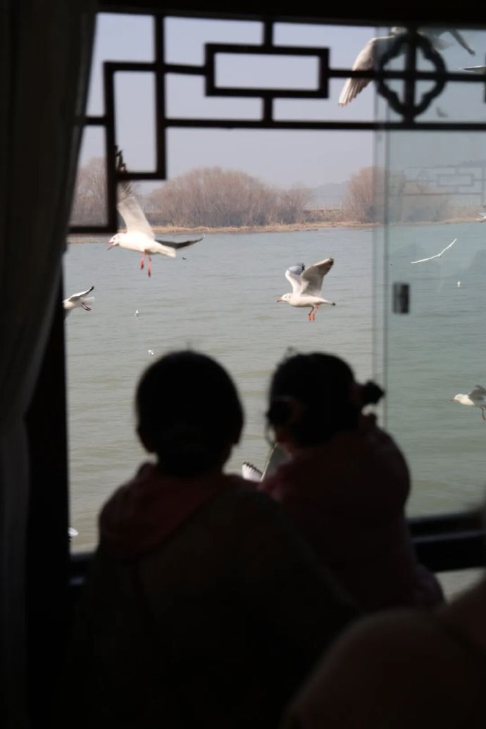 当太湖观鸟遇到评弹快闪，你“鸥”遇了吗？