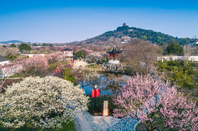 西山岛线：漫山梅海，田园野趣