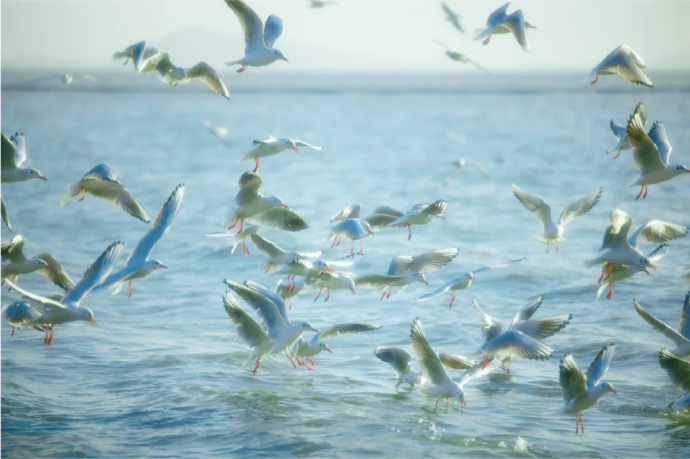 爱是保持距离!给观鸟人的温柔提醒~