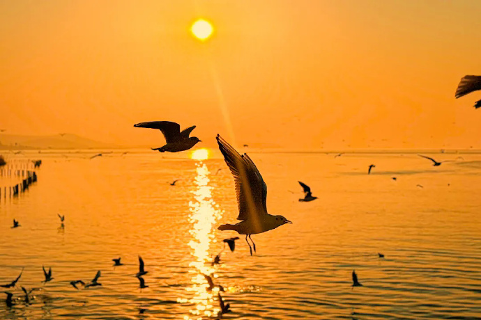 爱是保持距离!给观鸟人的温柔提醒~