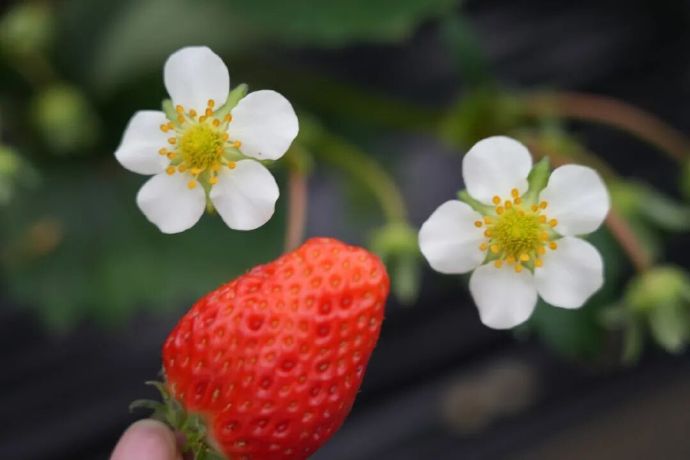 “莓”好时光，“番”倍甜蜜！