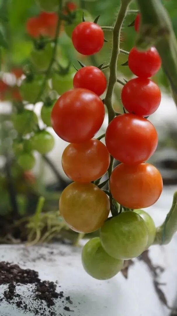 “莓”好时光，“番”倍甜蜜！