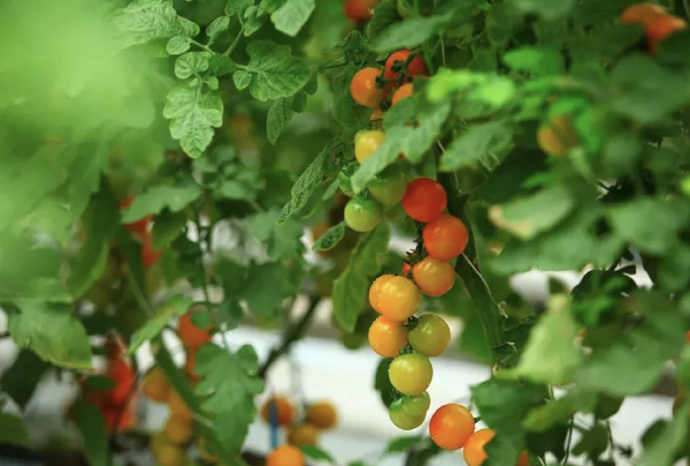 “莓”好时光，“番”倍甜蜜！