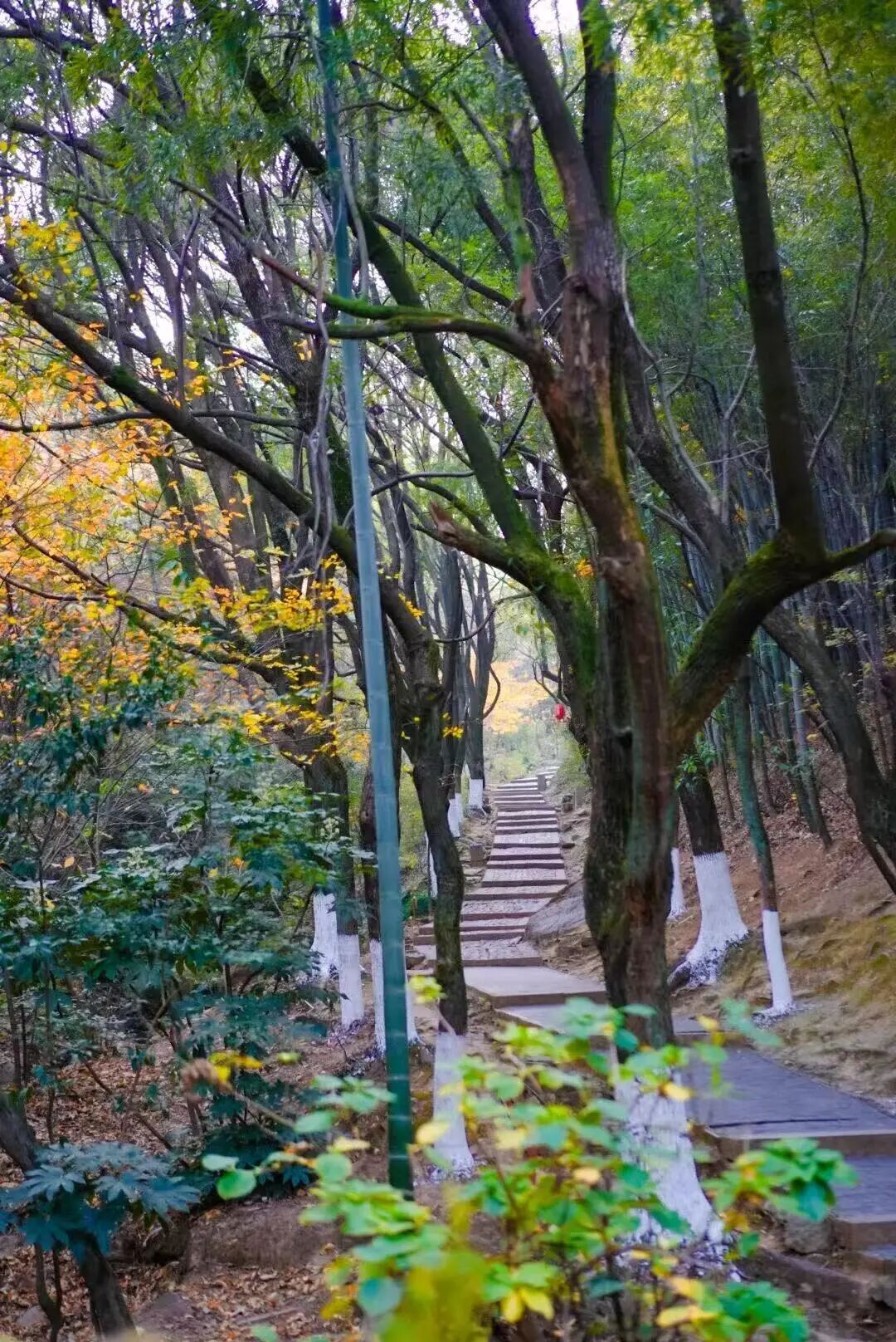 御道寻踪 踏叶听风