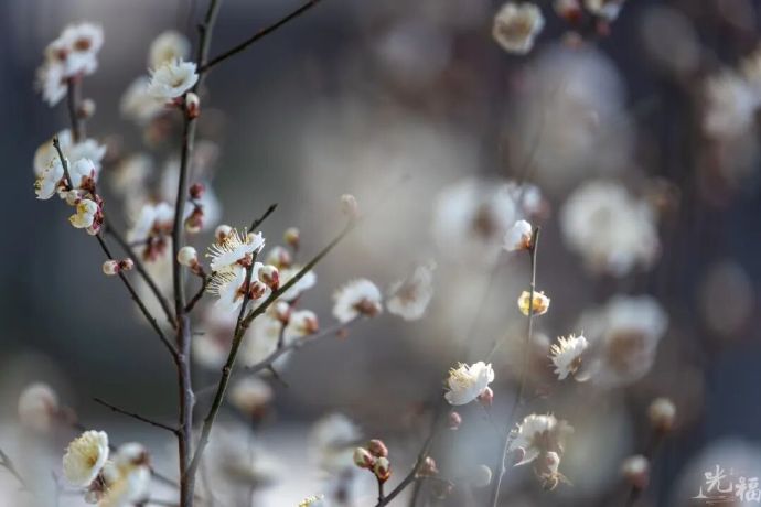 来光福，赴一场“双梅共舞”的浪漫之约