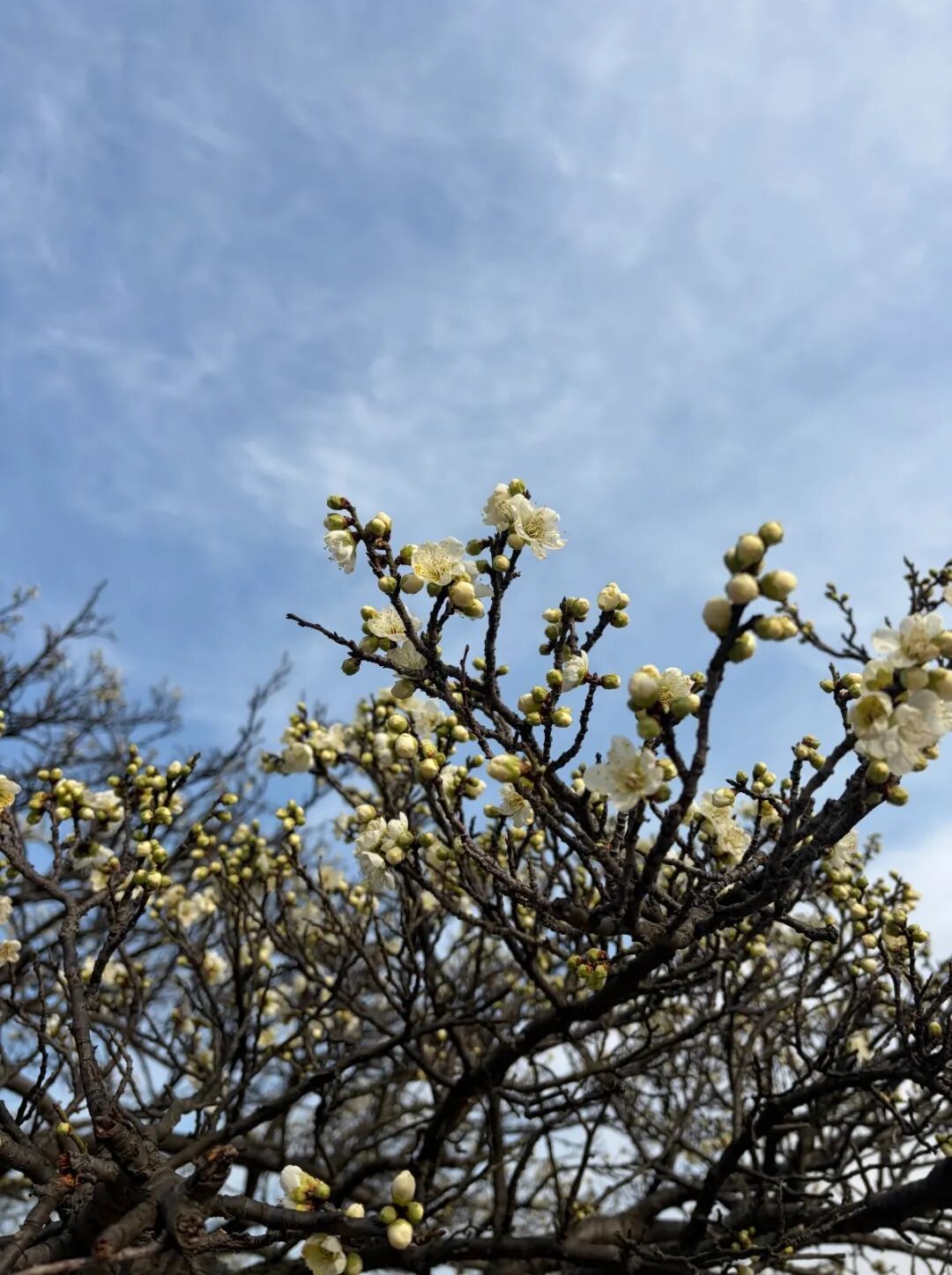蜡梅已“霸屏”！梅花加载中……
