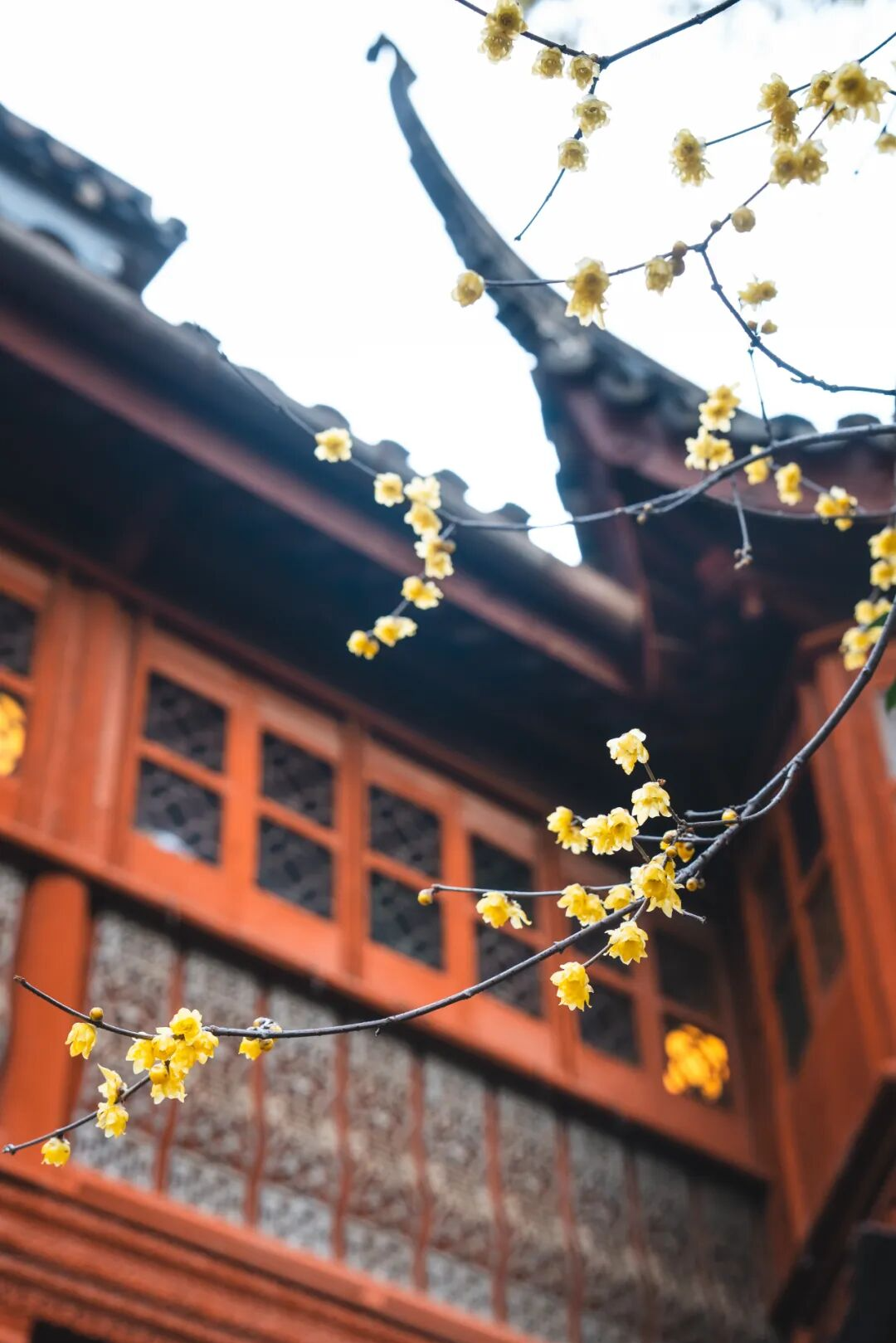 蜡梅已“霸屏”！梅花加载中……