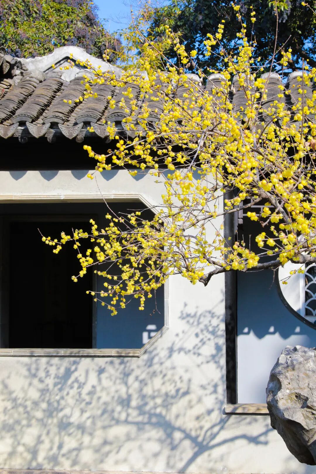 蜡梅已“霸屏”！梅花加载中……