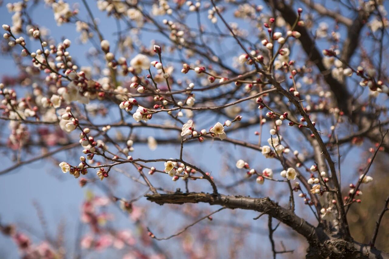梅花初绽，等你来赏！