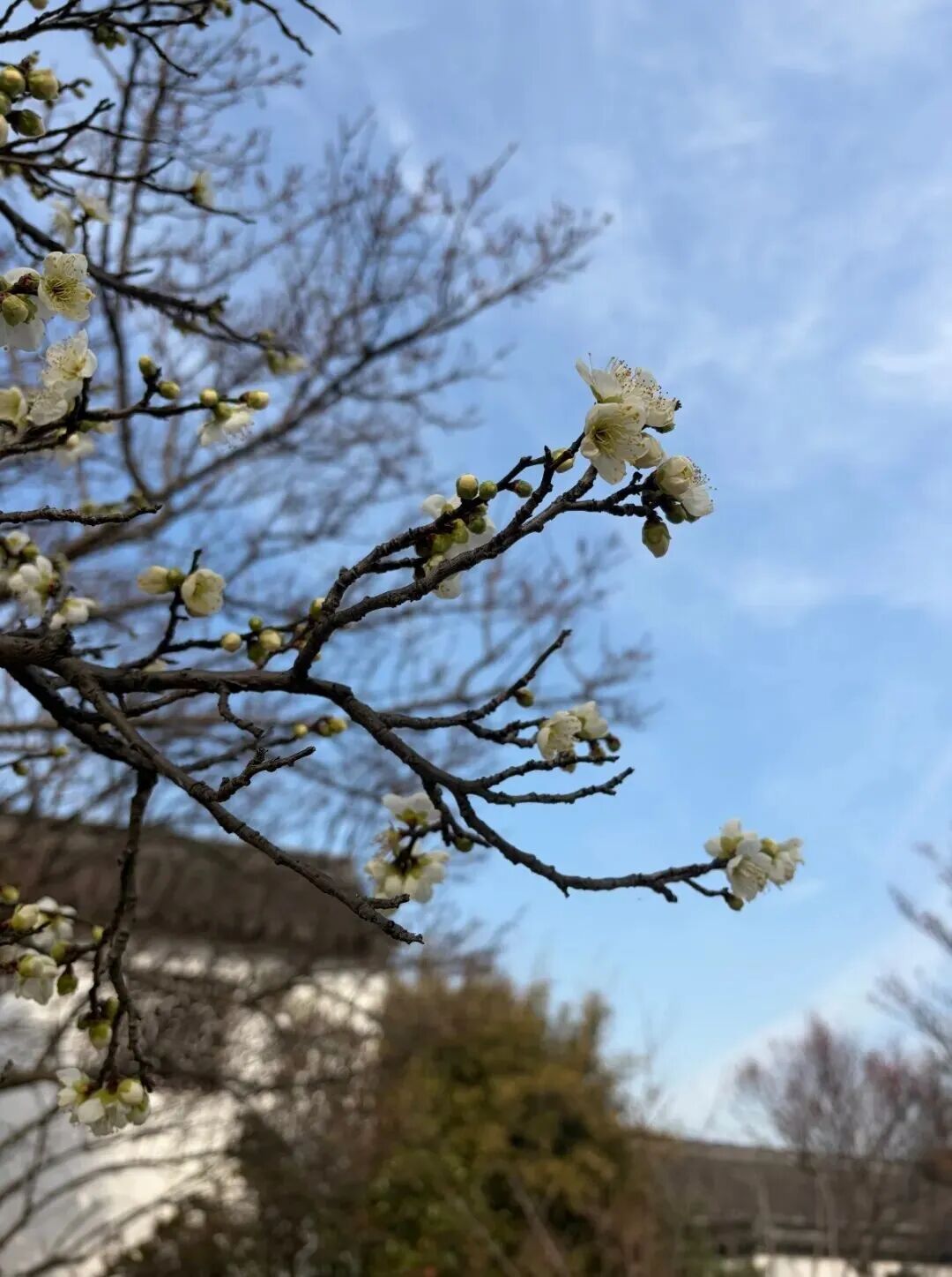 去吴中过大年，这份年味儿别错过！