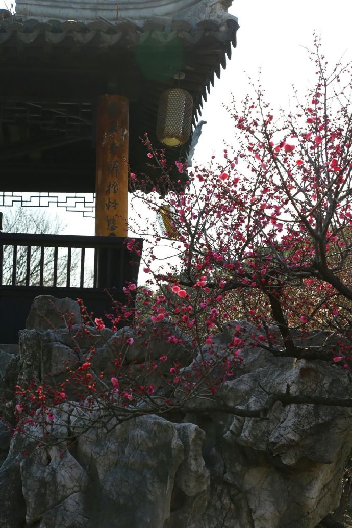 木渎探梅，梅好常在