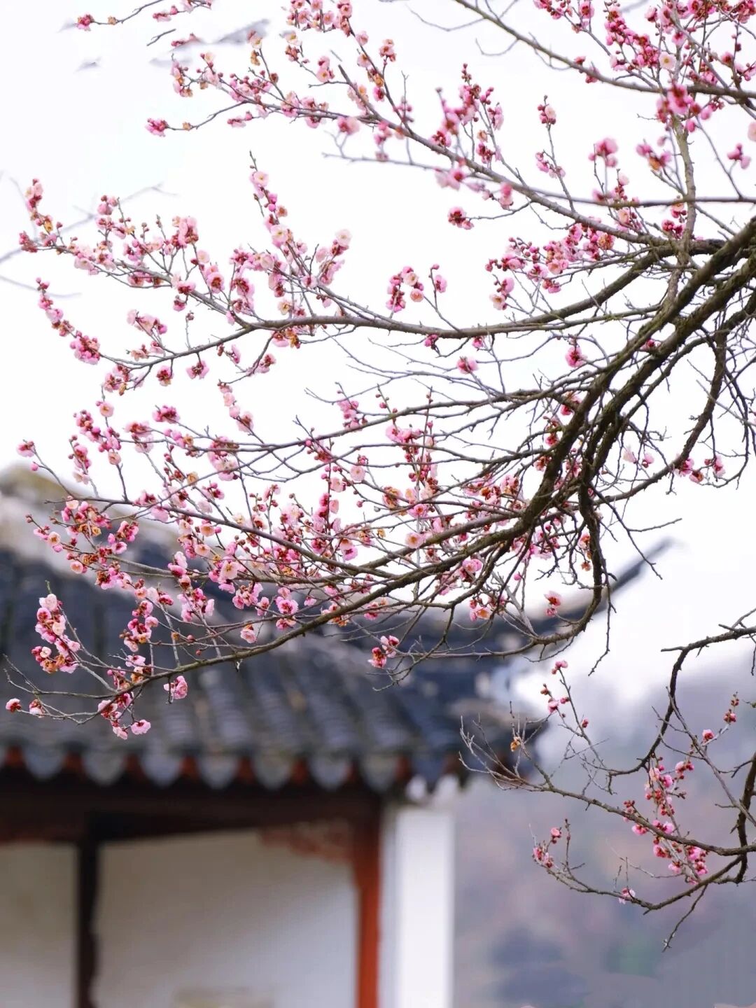 剧透！2026苏州太湖梅花季四大玩法！