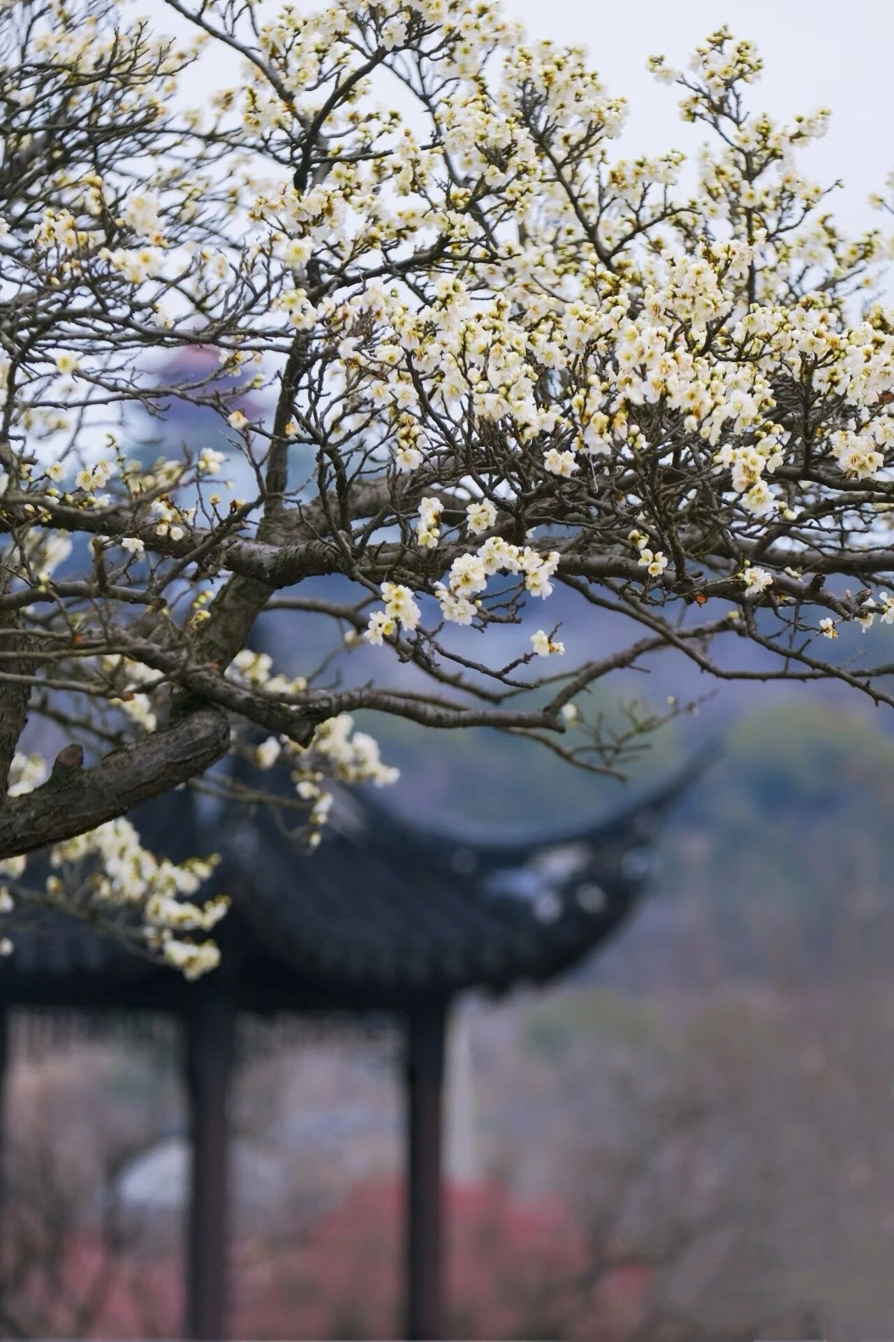 剧透！2026苏州太湖梅花季四大玩法！