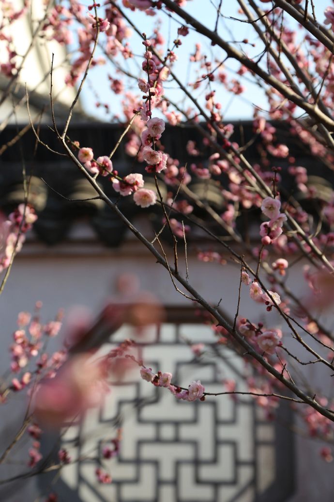 东山赏梅路线推荐~