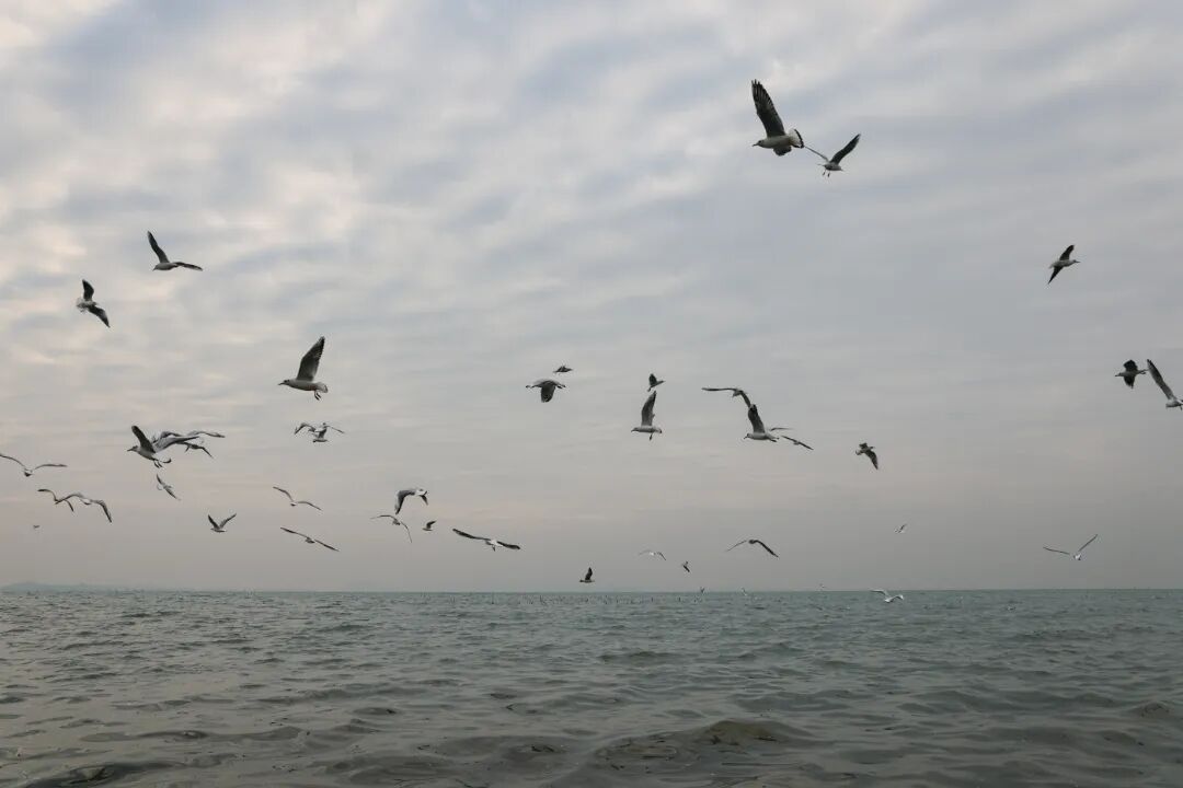 太湖飞羽，吴中观鸟生态之旅