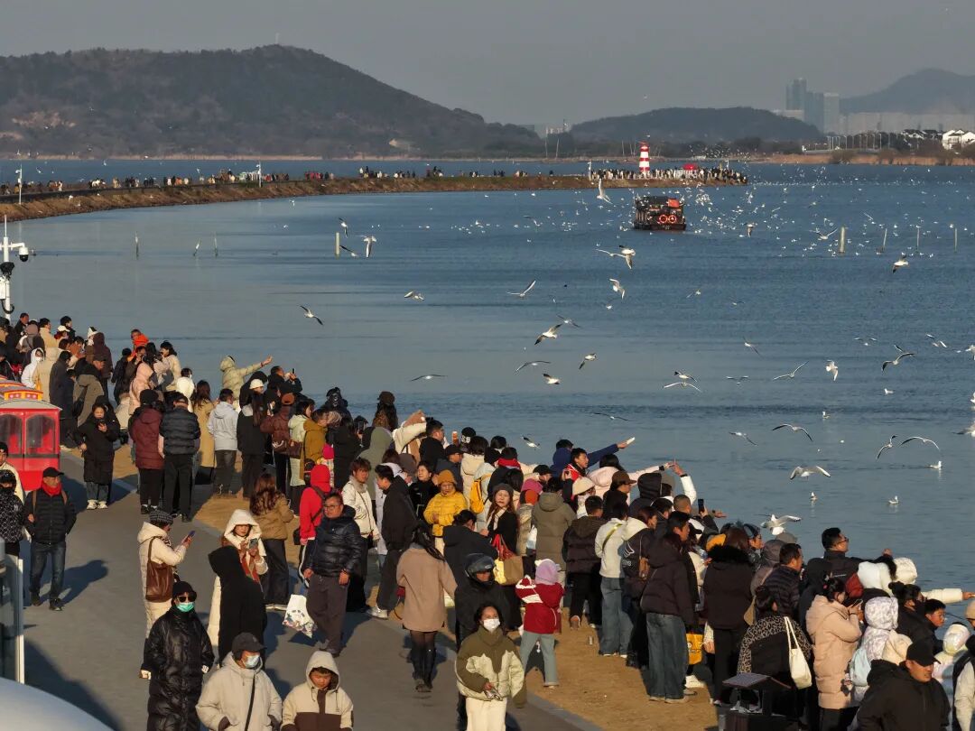 太湖飞羽，吴中观鸟生态之旅