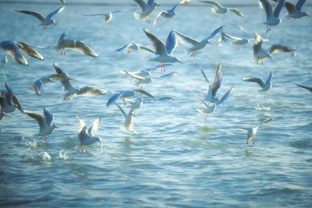 太湖飞羽，吴中观鸟生态之旅