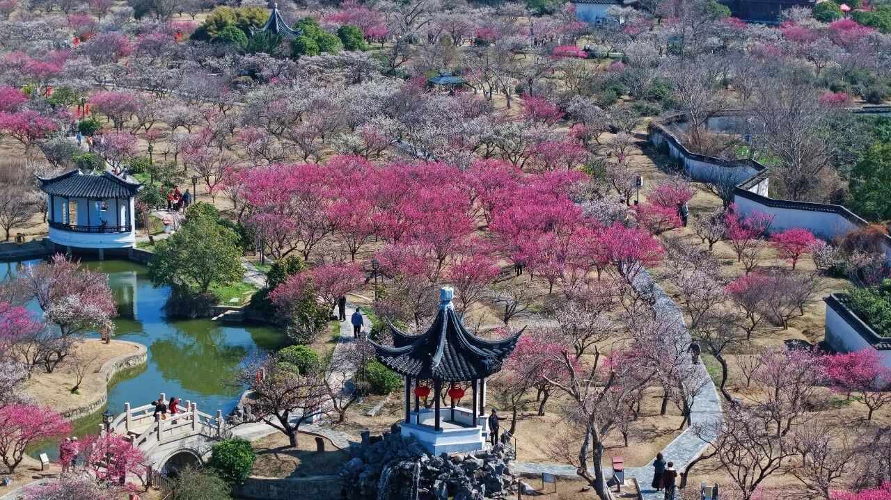 西山岛梅开正盛，速来抓住早春限定浪漫