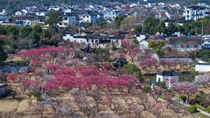 西山岛梅开正盛，速来抓住早春限定浪漫
