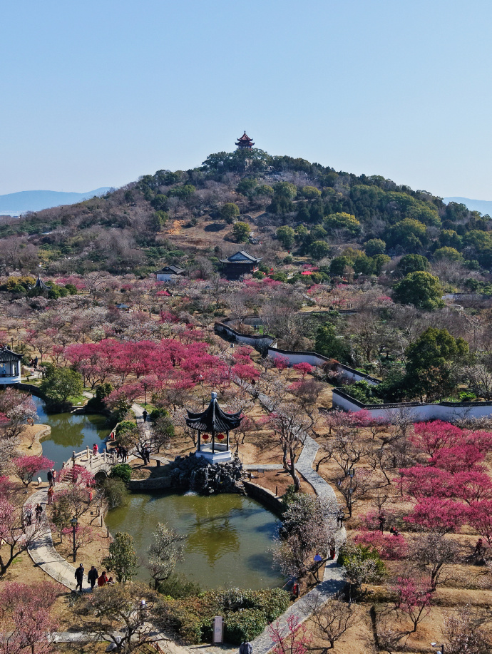 西山岛梅开正盛，速来抓住早春限定浪漫
