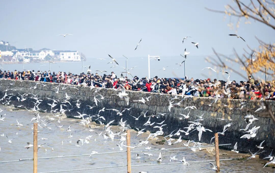 187.23万人次！吴中春节马力全开！