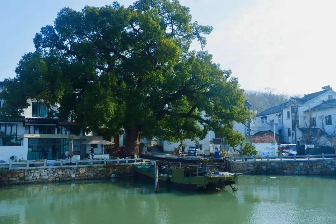 西山寻树打卡线路