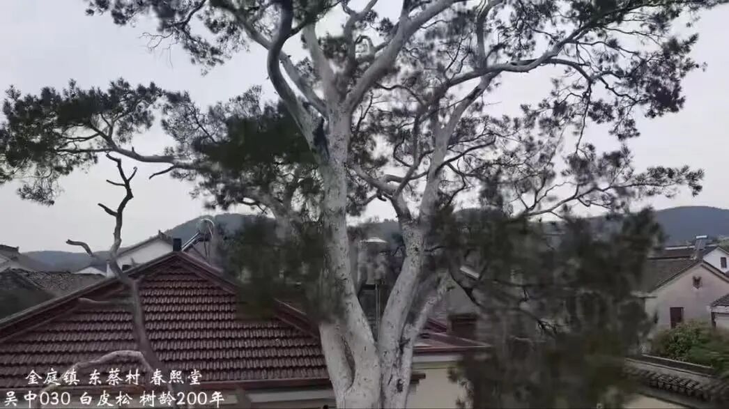 西山寻树打卡线路