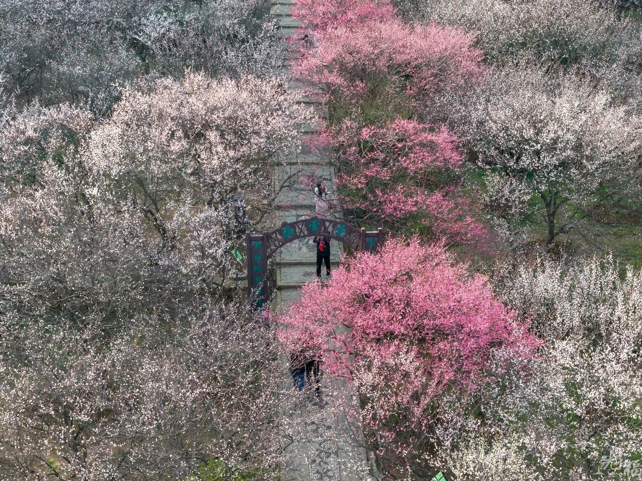 人少花正好！光福香雪海错峰赏梅指南来了