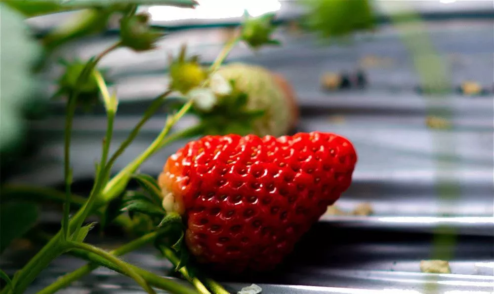 初春时节，吃点甜的！