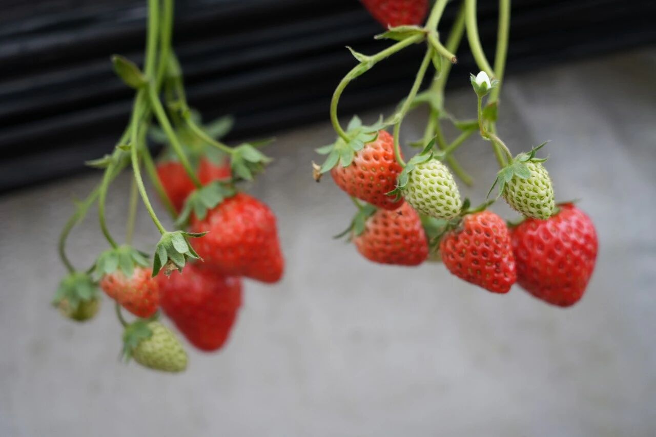 初春时节，吃点甜的！