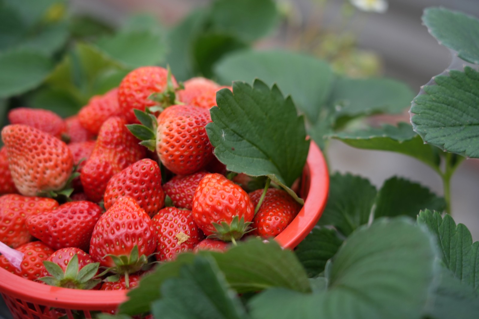 初春时节，吃点甜的！