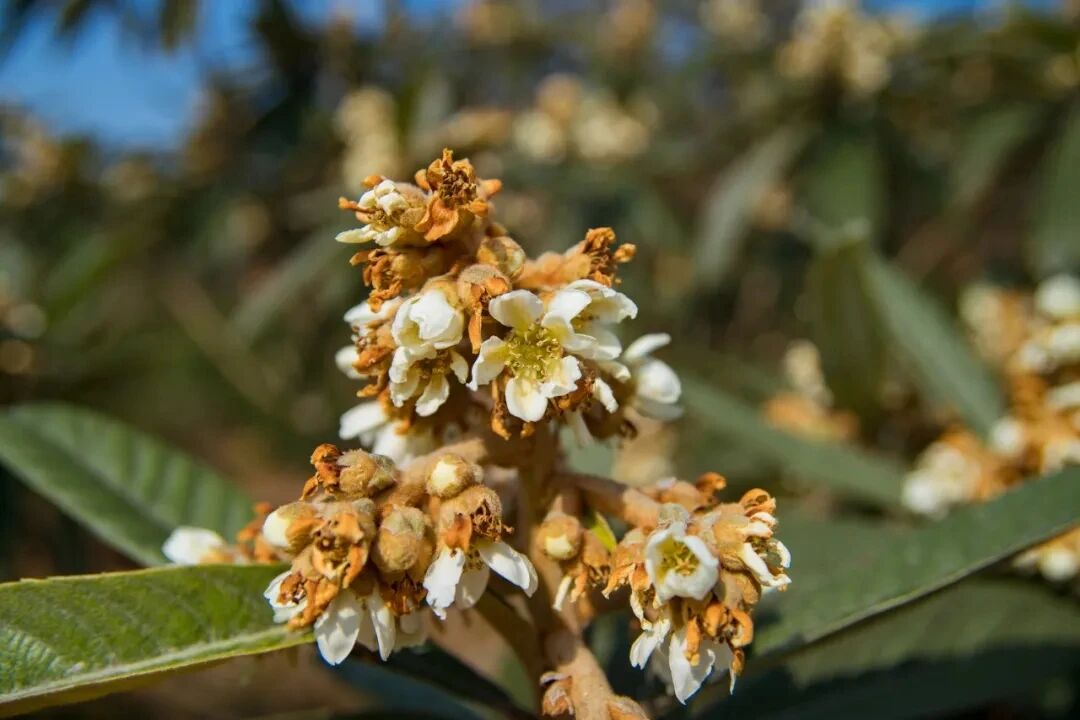 枇杷蜜——时光酿就的自然醇香