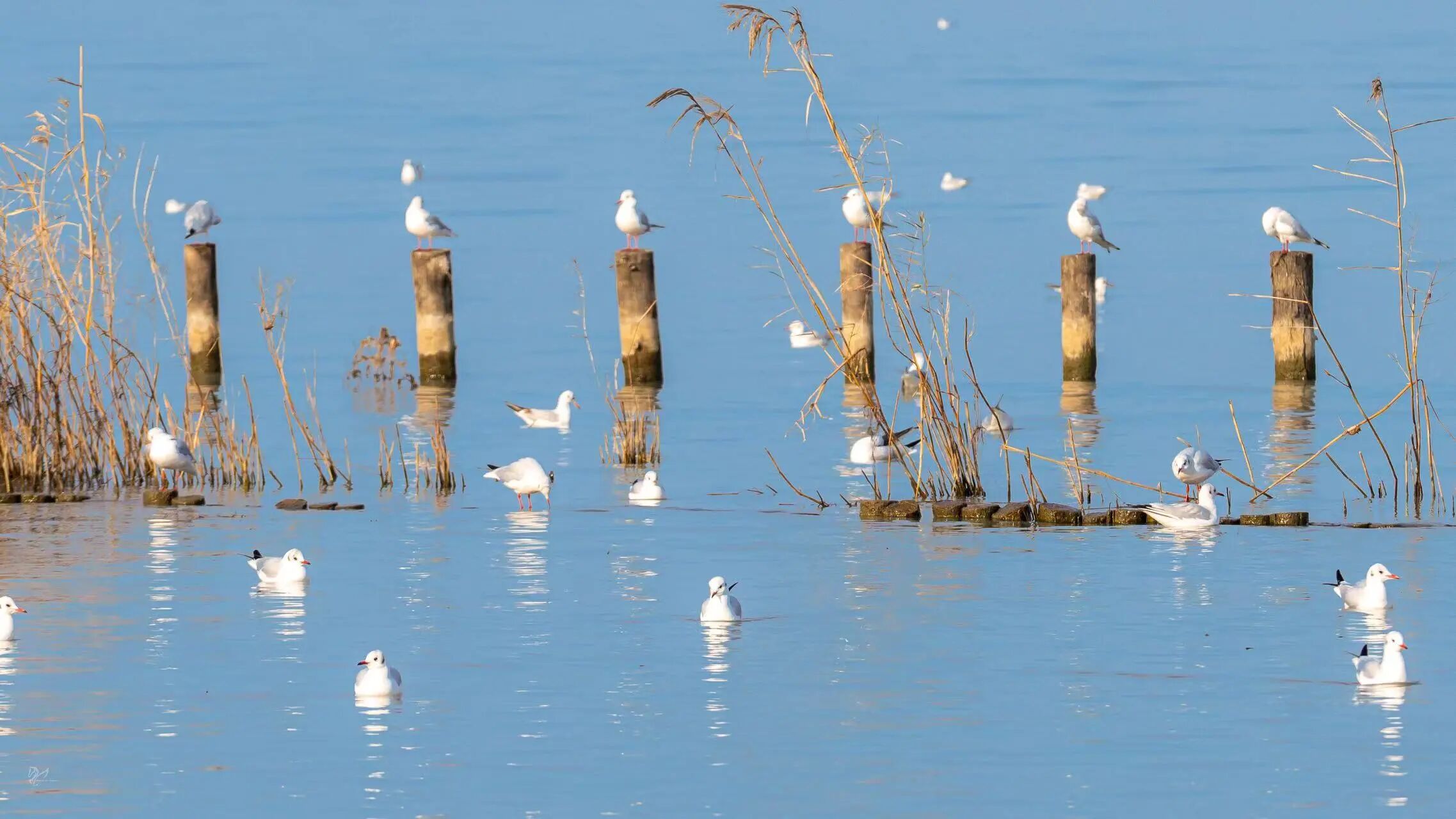 错峰看鸥，它们还在！