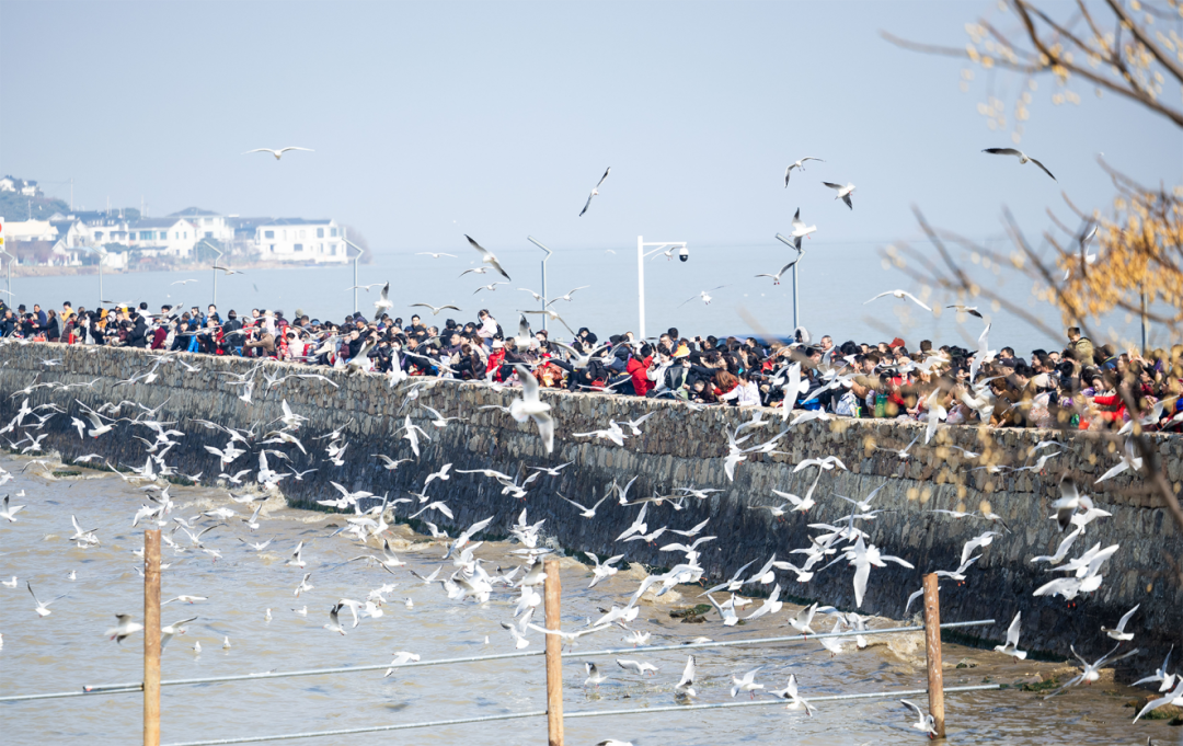 近200万人次的选择！马年新春的吴中凭实力圈粉！