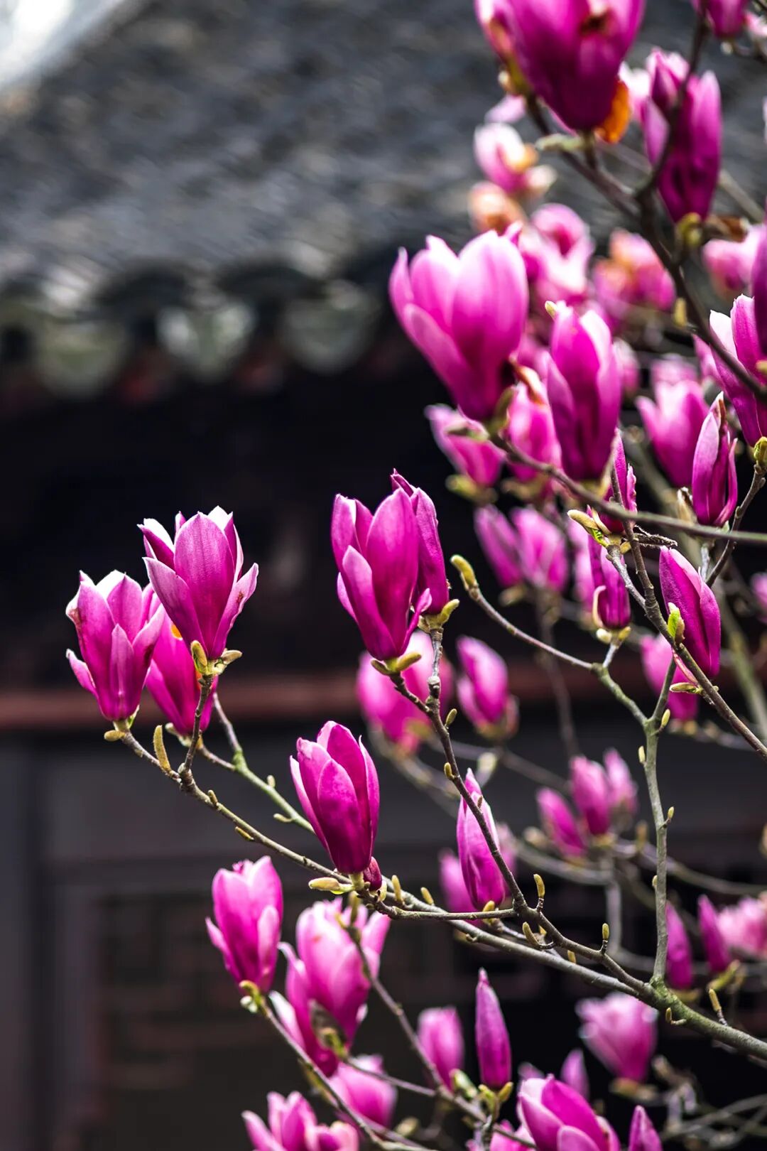 接下来的吴中，浪漫超标~