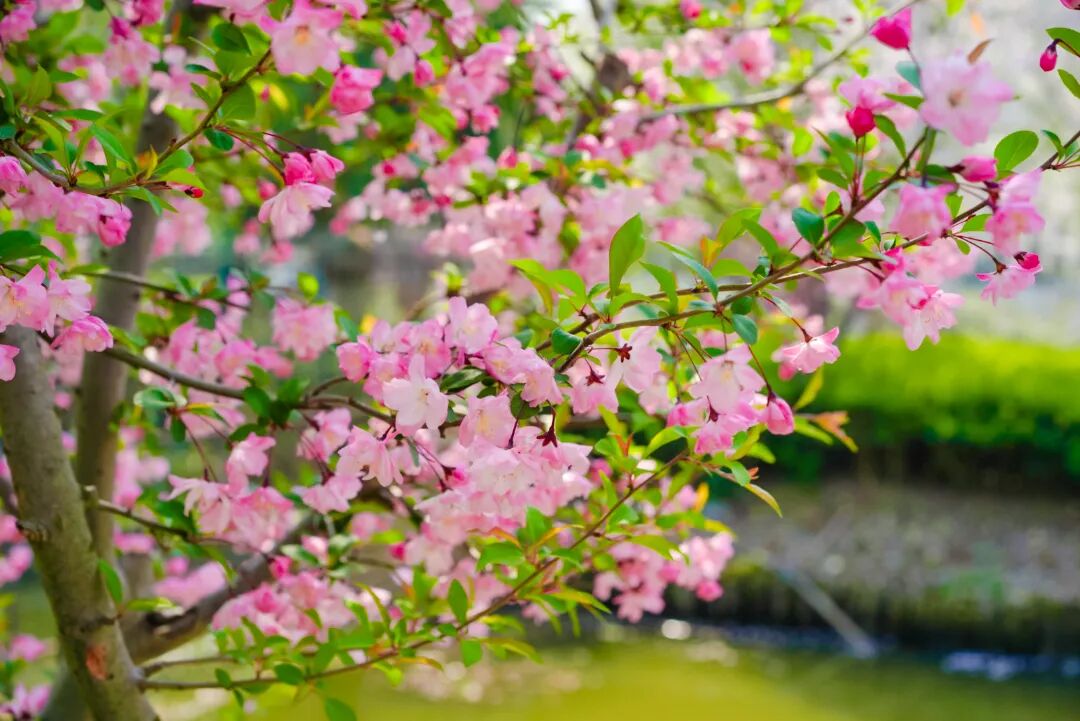 接下来的吴中，浪漫超标~