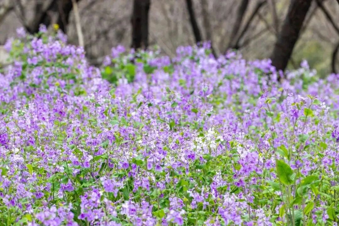接下来的吴中，浪漫超标~