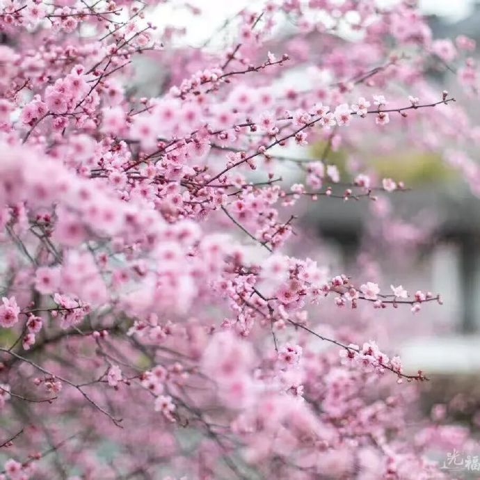 光福梅香渐远，下一场花事等你来~