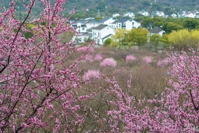 光福梅香渐远，下一场花事等你来~