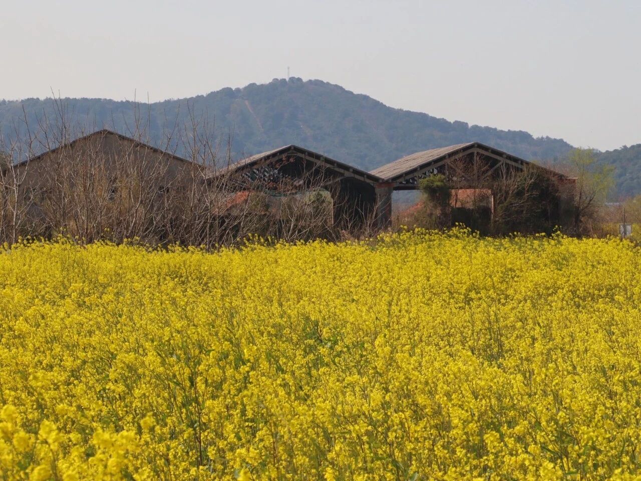 乌峰顶油菜花开成海！