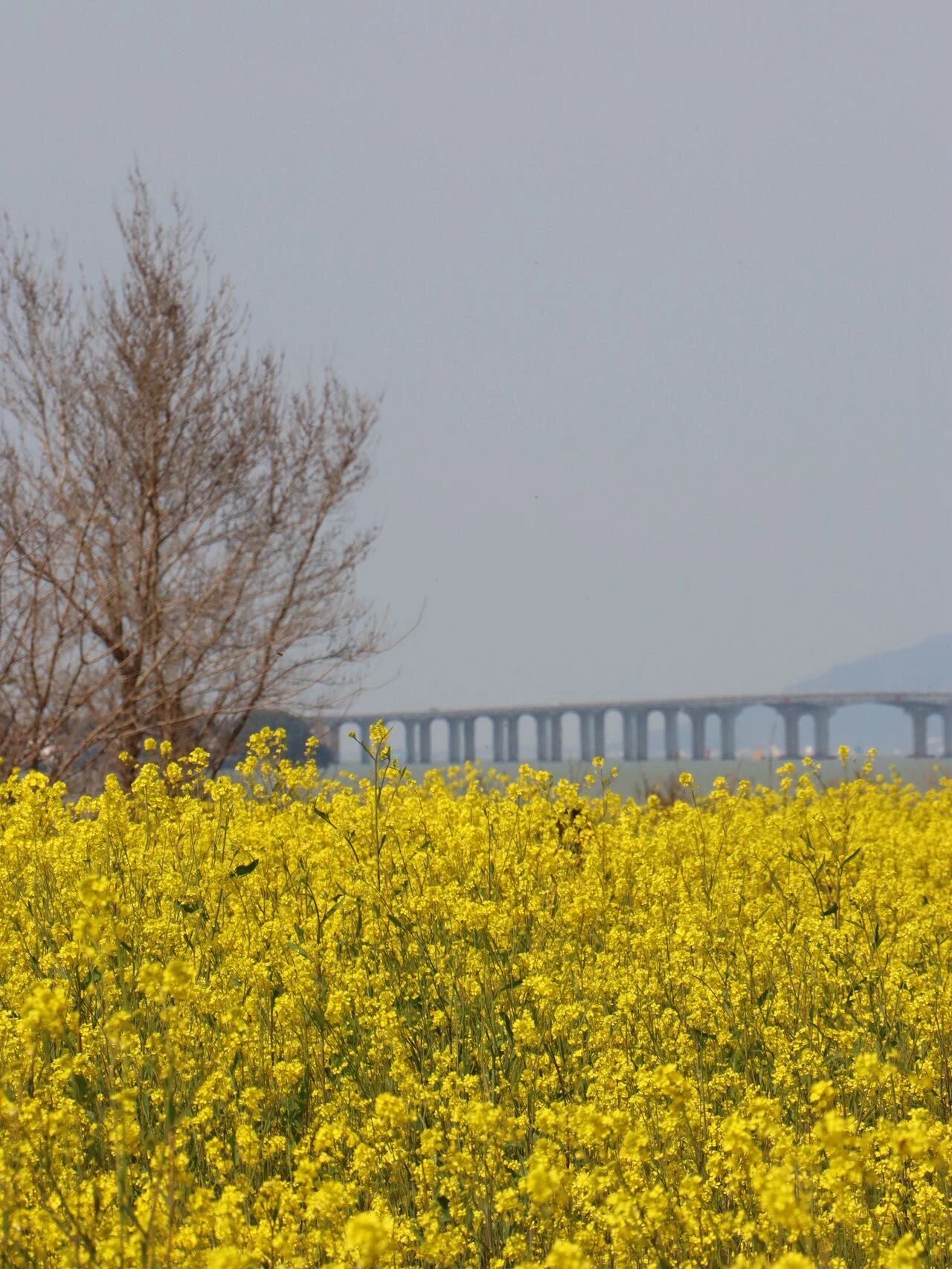 乌峰顶油菜花开成海！