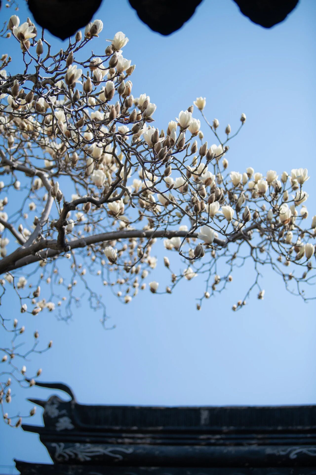 春有约，花不误！来东山，走花路！