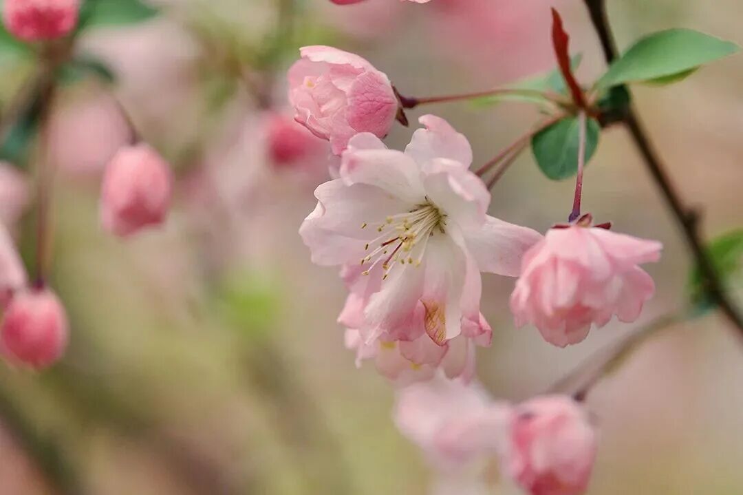 春有约，花不误！来东山，走花路！