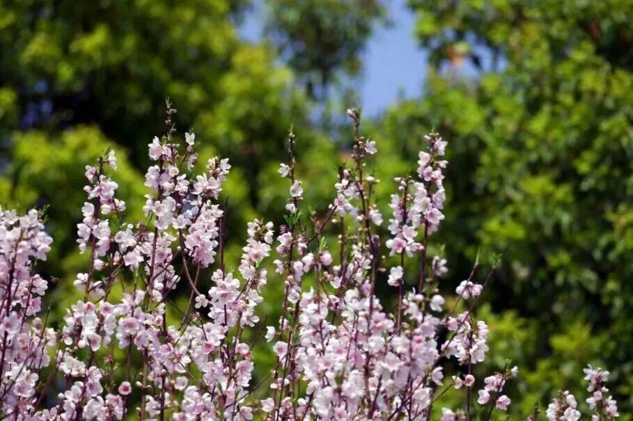 春有约，花不误！来东山，走花路！
