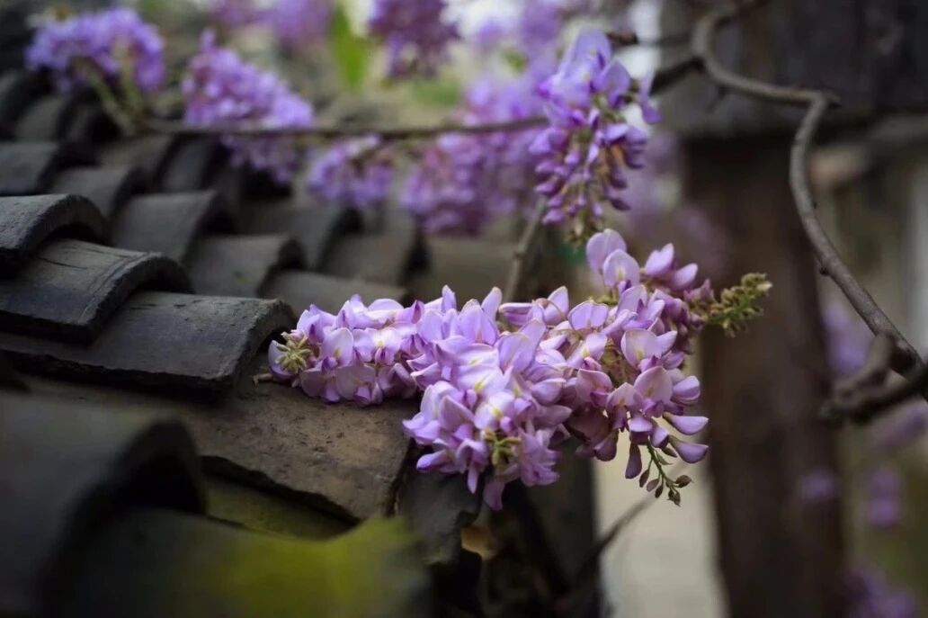 春有约，花不误！来东山，走花路！