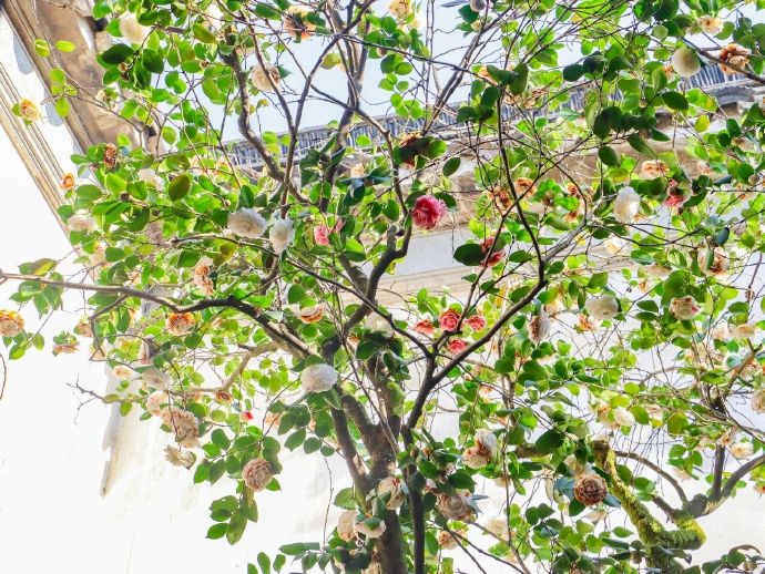 西山雕花楼的百年五色茶树花开了！