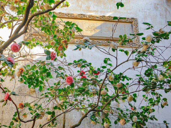 西山雕花楼的百年五色茶树花开了！