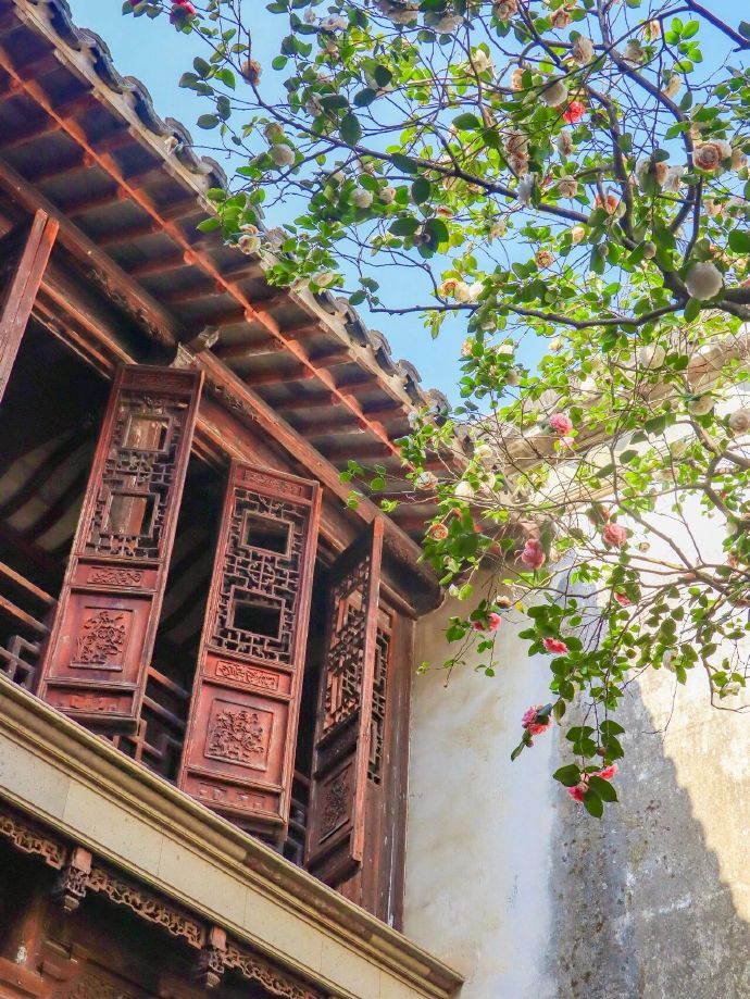 西山雕花楼的百年五色茶树花开了！